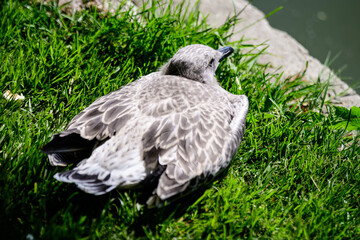 One injured seagull on green grass near a lake in a sunny summer day.