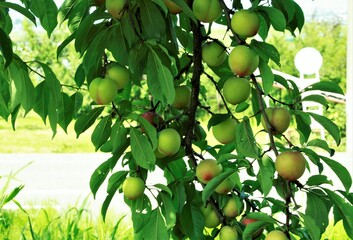 枝いっぱいのすもも