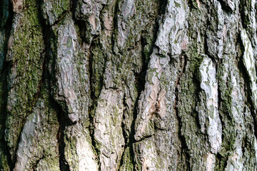 Bark of an old pine tree close up