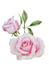 Pink rose isolated on white background. Watercolor illustration of two roses with green leaves.