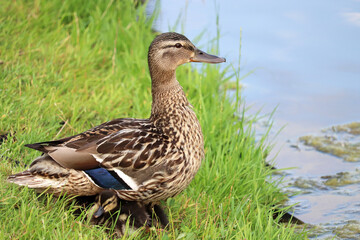 Mallard duck with ducklings rest on a grass after swimming in a lake. Female wild duck with baby birds in summer