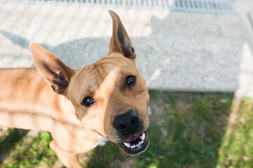 Cute dog portrait looking up at camera