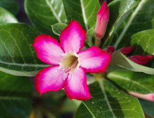 pink frangipani flower