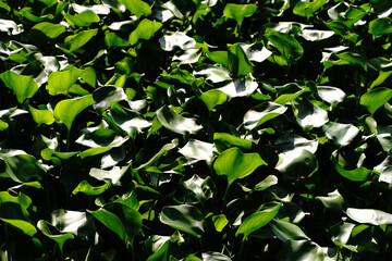 Background of the green leaves of Common water hyacinth