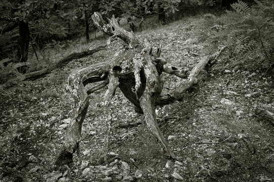 shub niggurath Tentakelmonster