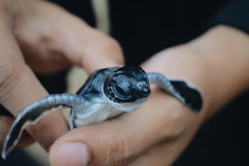 let's save green sea turtle!