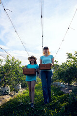 Modern family picking blueberries on a organic farm - family business concept.