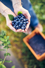 Modern woman working and picking blueberries on a organic farm - woman power business concept.
