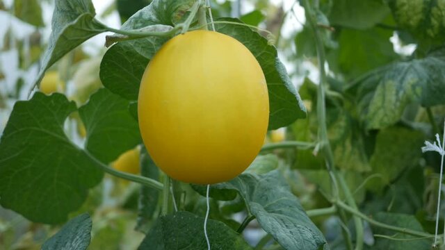 Yellow melon hanging on tree in field