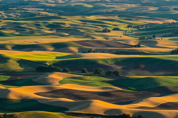 Sunset view of the rolling hills and wheat field in Palouse region, in Washington, USA.