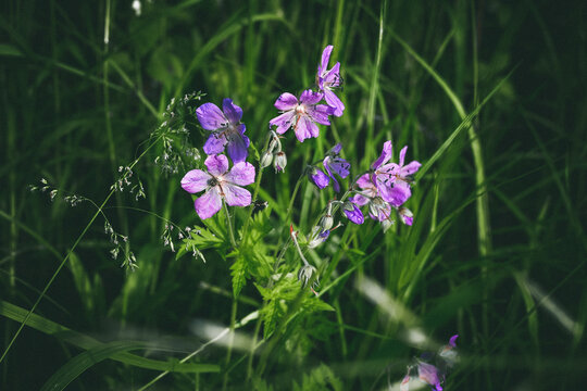 annual honesty. Small light purple flowers in green grass close-up