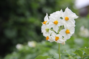 Flowers of potato plants.  potatoes in bloom.Potato Flower, Close up of white flowers.Close-Up Of White Flowers Blooming Outdoors. waiting for the potato harvest.Landscape of Potato Field. agriculture