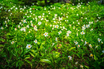 The typical avalanche lilies growing in the meadows of Mount Rainier, in Washington.