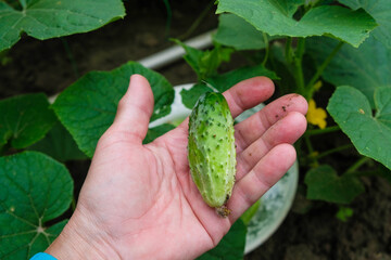 Naklejka na ściany i meble Little fresh cucumber on a human palm in a garden in Ukraine. Home growing concept.
