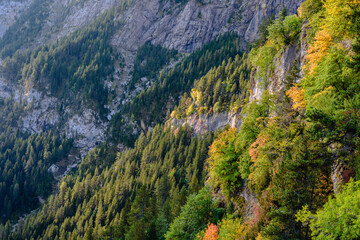 Trees on the side of the mountain - the Pedraforca Massif (Catalonia, Spain)