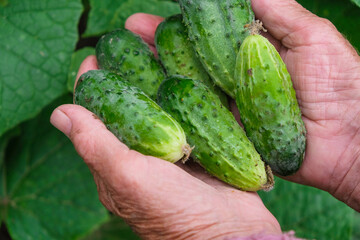 Young fresh crispy cucumbers in old hands in the Ukrainian garden. Grandma's hobby. Home growing concept. Healthy eating concept.