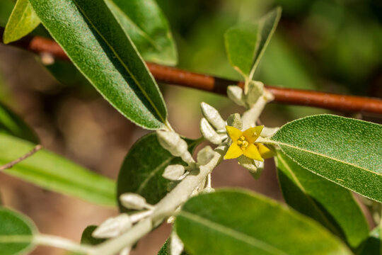 eine gelbe Bl&uuml;te einer Silberweide
