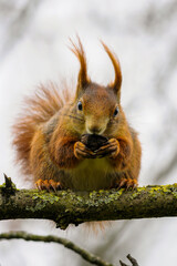Eichhörnchen im Garten beim Nüsse Essen