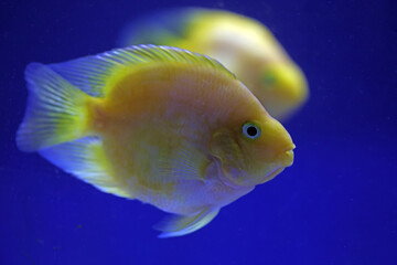 Tropical golden parrot fish in blue background