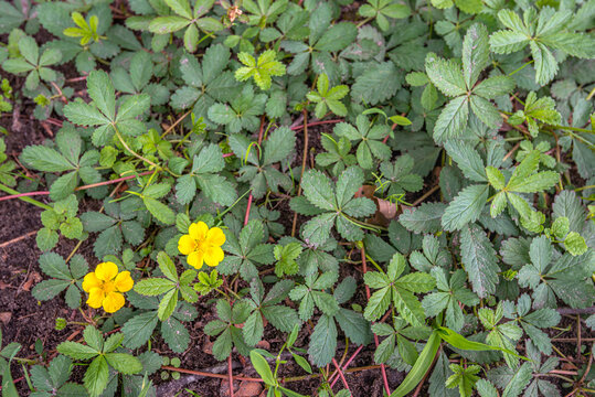 Yellow flowering creeping cinquefoil as seen form above