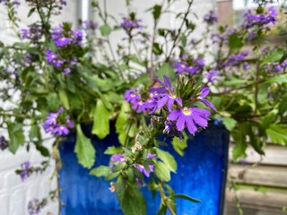 A purple flower in an blue flower pot