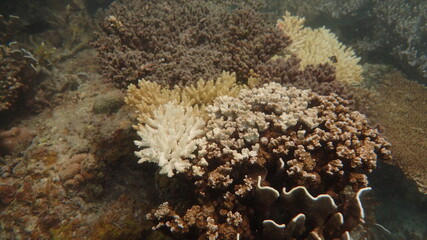 Naklejka na ściany i meble The coral disease at natural reef