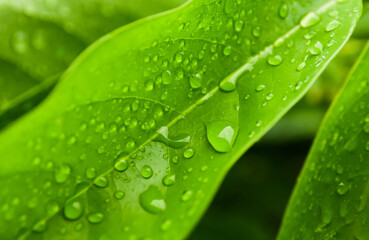 Rain drops on green leaf