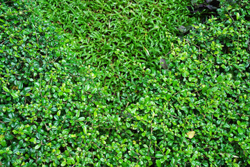 Close up green plant corner with grassy ground