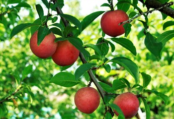 赤くなったすもも