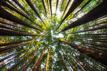 Sequoia tree ground view