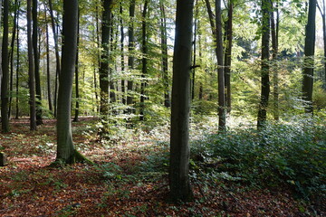 Obraz premium Buchenwald