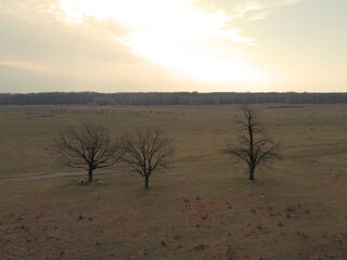 Three pear trees in a field on a cloudy spring evening, aerial view. Landscape.