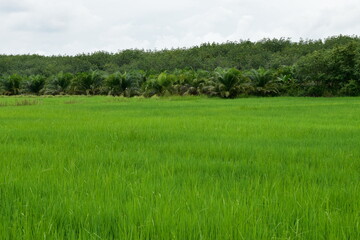 Green rice field and palm trees  