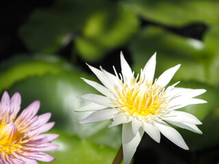 Obraz premium white lotus flower