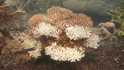 Naklejka na ściany i meble The coral disease at natural reef