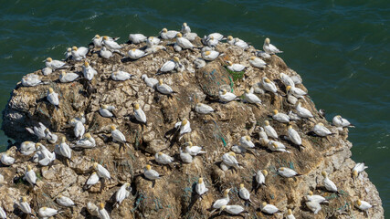 Northern Gannets nesting on Scale Nab part of Bempton Cliffs, near Flamborough Head, East Yorkshire, UK