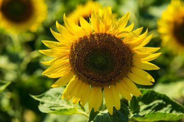 Close up of sunflower