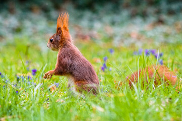 Eichhörnchen auf der Wiese im Garten