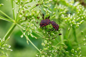 Mating Graphosoma italicum shield bugs