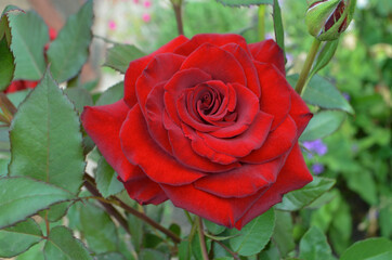 Red rose Kardinal blooming in roses garden