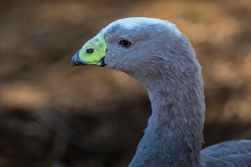 Water bird goose at a little lake in the wilderness of Australia at a hot and sunny day.