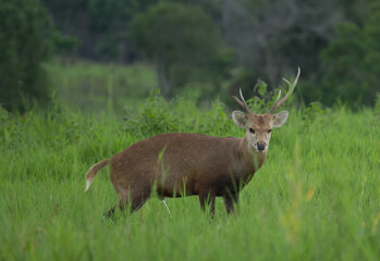 red deer in the grass field