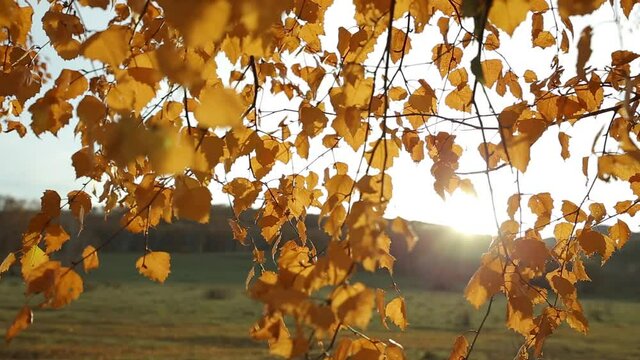 Yellow autumn leaves against the background of green mountains and the glare of the sun. Close up. The sun's rays and glare, shining through the foliage.