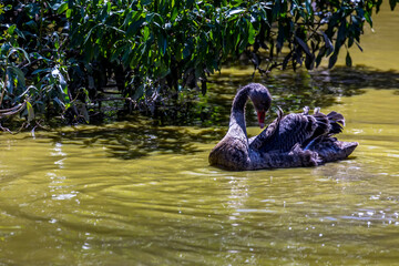Black swan at a little lake in the wilderness of Australia at a hot and sunny day.