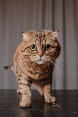 Scottish fold cat sits on a wooden black wooden table.
