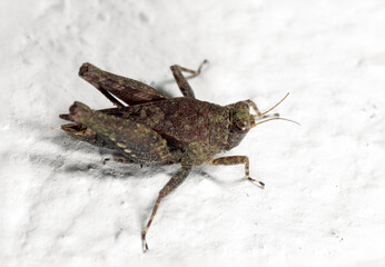 Macro Photo of Grasshopper on White Floor