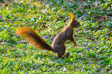 Eichhörnchen im Garten bei Nüsse essen
