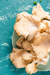 Oyster Mushroom on Colorful Background