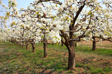Fototapeta premium Pear trees blossom in spring