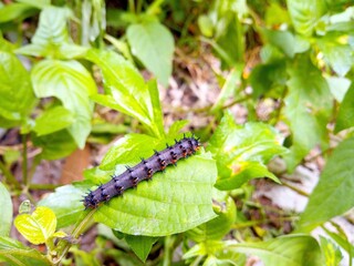 Black caterpillar On the green leaves